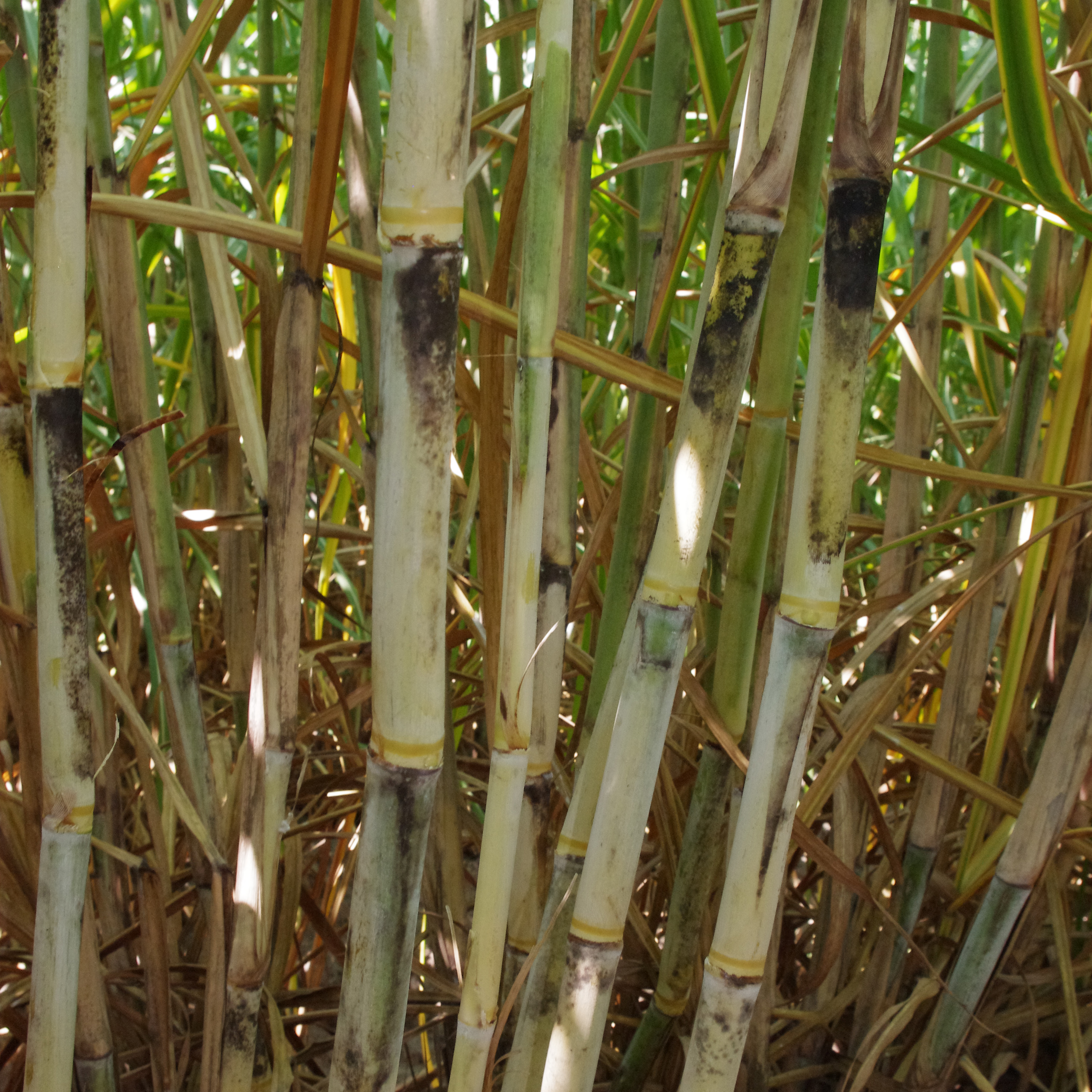 Stalk wax – Moderate wax layer.